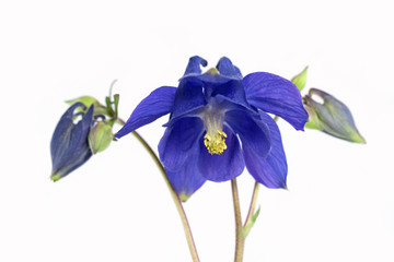 Blue Columbine Flower