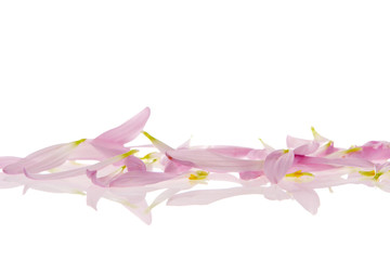 Petals with reflection isolated on white