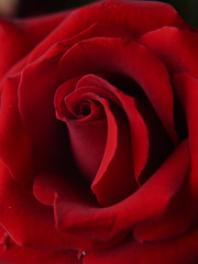 Bloom of Red Rose