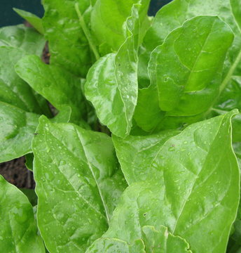 organic spinach