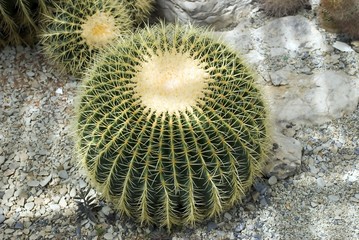 Exotic cactus