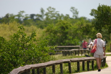 Everglades Boardwalk