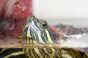 Animaux-J.Ribieff-130.dng