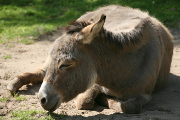 Fototapeta premium Hausesel