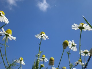 Kamillenblüten
