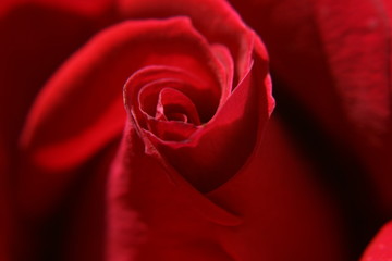 Fototapeta premium rose
