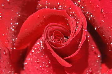 Naklejka premium wet rose