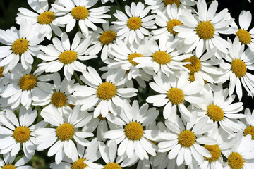 Garden full of white daisies