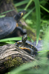 Rotwangen-Schmuckschildkr&ouml;te