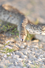 Naklejka premium An angry gopher snake hisses at the photographer.