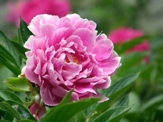 flowers. Peonies