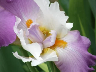 Tuinposter bloem van een iris © Tatiana