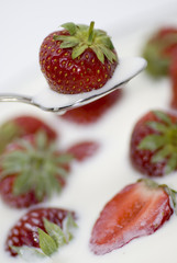 Erdbeeren schwimmen in Milch