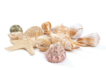 Seashells and starfish