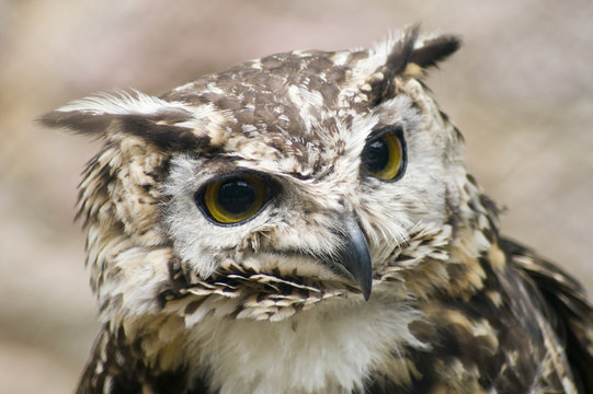 Ethiopian Eagle Owl looking at viewer - landscape orientation