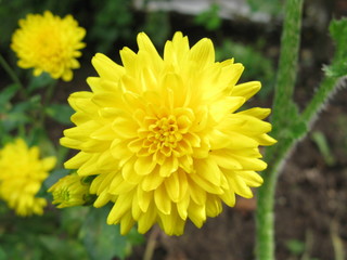 chrysanthemum