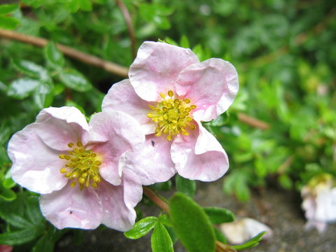 potentilla