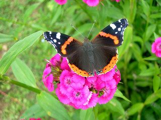 Butterfly admiral is sittong on a pink flower