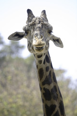Head shot of a Ugandan Giraffe