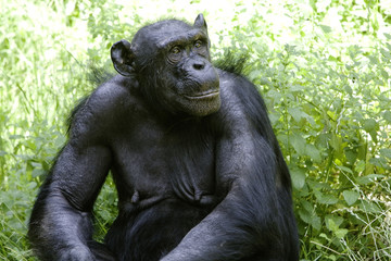 Fototapeta premium A female chimpanzee sitting on grass