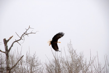 Eagle in Flight
