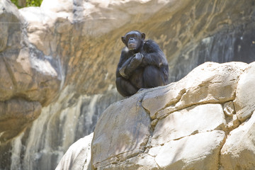 Female chimpanzee staring