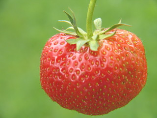 Erdbeere
