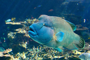 Hump-Headed Maori Wrasse, or Napoleon Fish