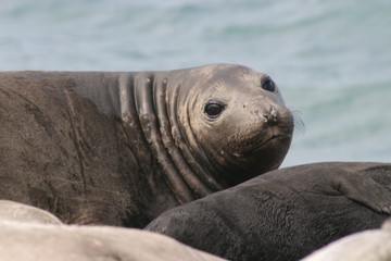 Fototapeta premium Elephant Seal