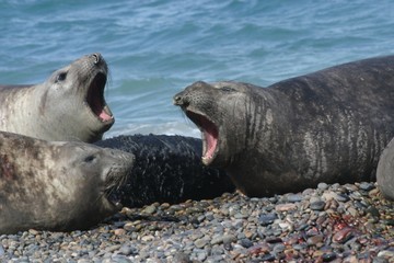 Obraz premium Elephant seals