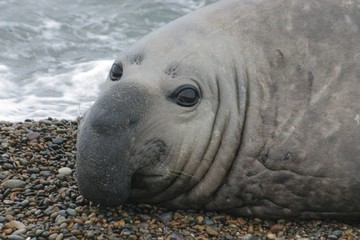 Elephant Seal