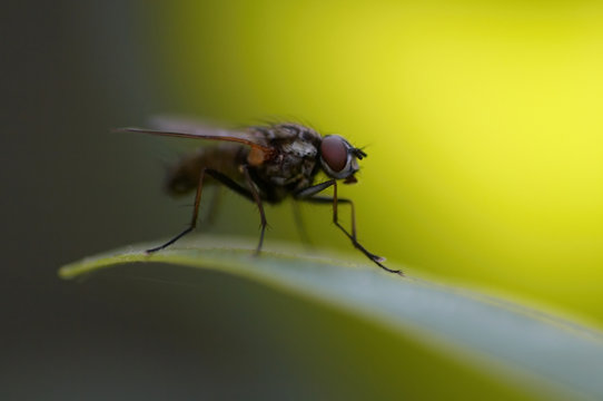 Detail (close-up) of a fly