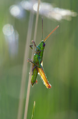 grasshopper