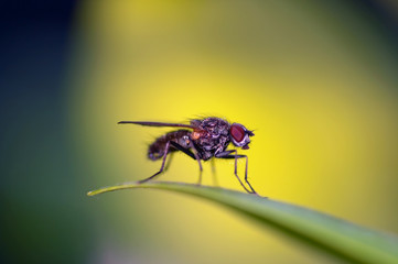 fly