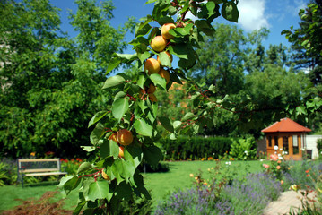 Garden with branch full of apricots in the middle
