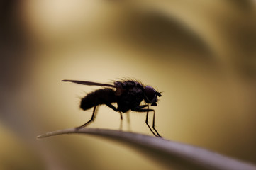 fly