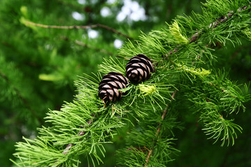 branch larch