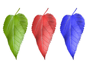 Three multi-coloured leaf from a tree (red, dark blue, green)