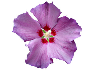 hibiscus détouré © photlook