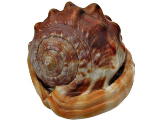 coquillage