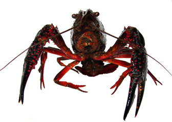 ecrevisse a lattaque