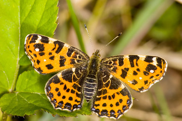 beautiful map butterfly sit on green leaf