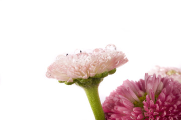  isolated pink daisy covered in water drops