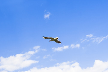 Lonely free seagull soaring in the sky