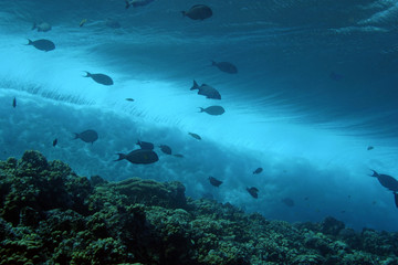 Reef Under the Waves