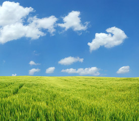 Beautiful wheat field