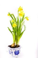 Fototapeta na wymiar yellow spring daffodil on white background whit drops.