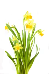 Crédence de cuisine en verre imprimé Narcisse jonquille de printemps jaune sur fond blanc avec des gouttes.