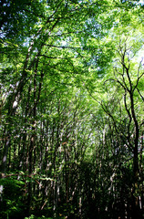 Fototapeta premium Forêt en Savoie