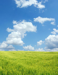 Beautiful wheat field